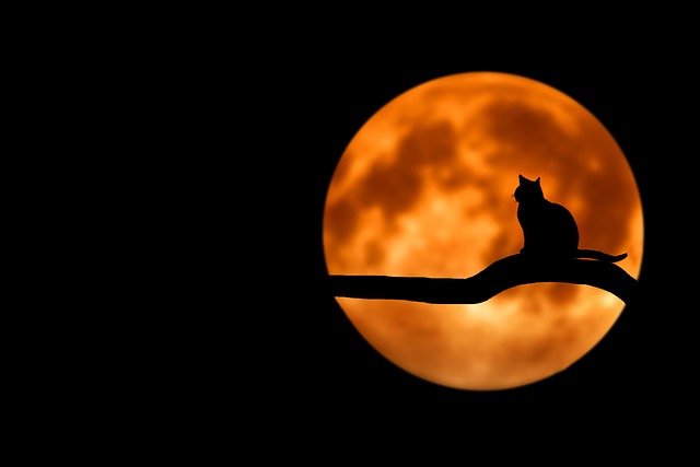 猫1
